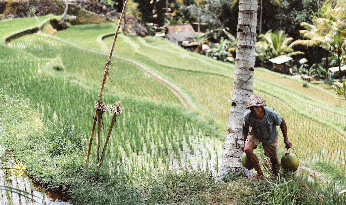 Asian farmer harvesting in fields